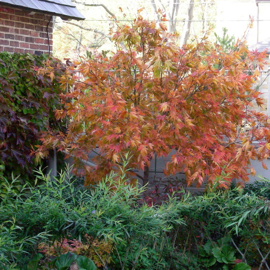 Acer palmatum 'Omurayama' Japán juhar